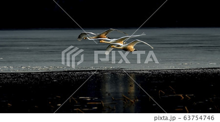 白鳥 動物 新しい 63754746