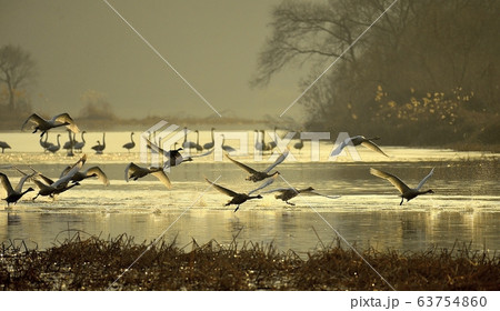白鳥 動物 新しい 63754860