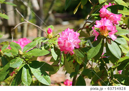 セイヨウシャクナゲの花 セイヨウシャクナゲの花 63754928