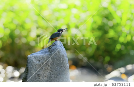 カワセミ 動物 新しい 63755111