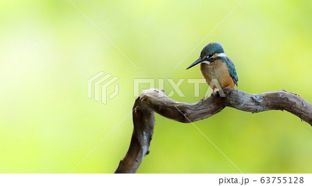 カワセミ 動物 新しい 63755128
