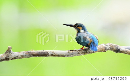 カワセミ 新しい 動物 63755296
