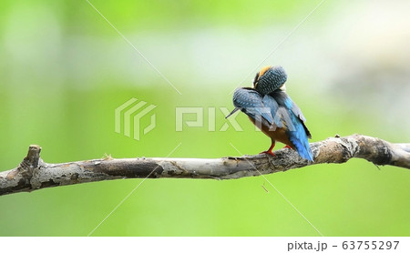 カワセミ 新しい 動物 63755297