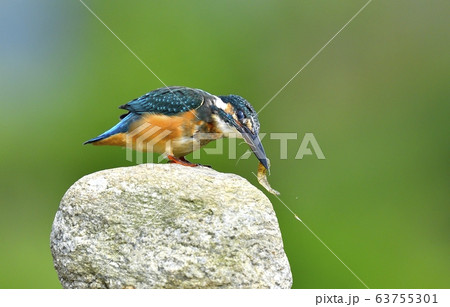 カワセミ 新しい 動物 63755301