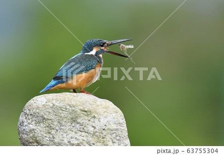 カワセミ 新しい 動物 63755304
