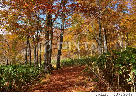 信州 カヤの平高原の紅葉 信州 カヤの平高原の紅葉 63755645