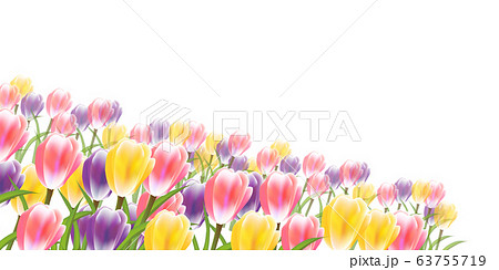 チューリップ 花 春 背景のイラスト素材