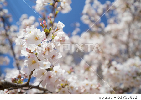 東京の春 満開の桜 目黒川 2020年 東京の春 満開の桜 目黒川 2020年 63755832