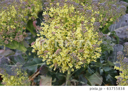 グロッコリーの花 グロッコリーの花 63755838