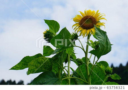 青空とひまわり 青空とひまわり 63756321