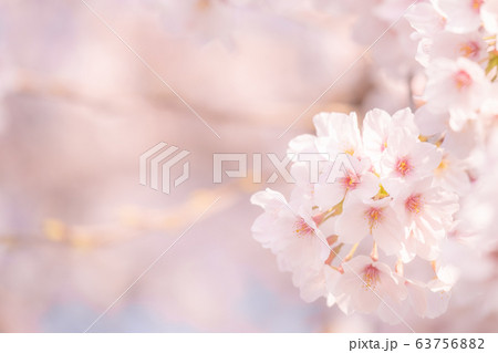 桜 63756882