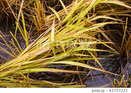 Jasmine rice is ready to be harvested in the fields at Chiang Mai Thailand Jasmine rice is ready to be harvested in the fields at Chiang Mai Thailand 63757225