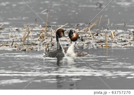カンムリカイツブリ 動物 新しい 63757270