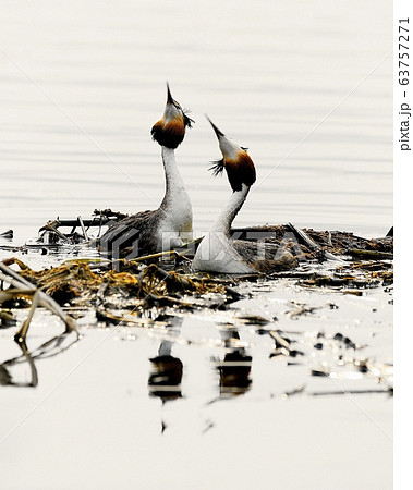 カンムリカイツブリ 動物 新しい 63757271