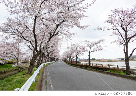 伊佐沼の桜並木 川越市 63757286