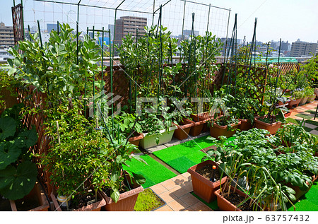 マンションのルーフバルコニーを活用した 家庭菜園 ガーデニング 野菜栽培の写真素材