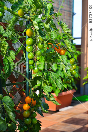マンションのベランダを活用した 家庭菜園 ガーデニング トマト栽培の写真素材