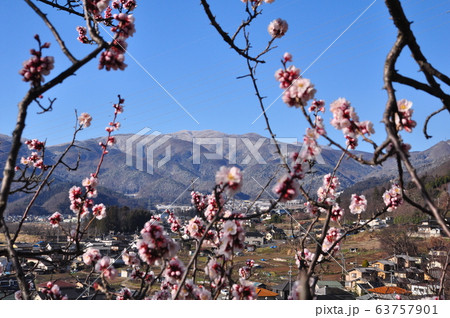 開花したあんずの花越しの聖高原 開花したあんずの花越しの聖高原 63757901