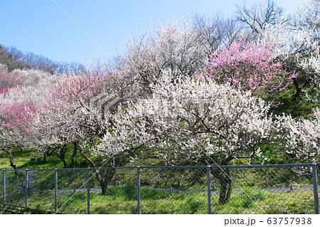 高尾山 高尾梅郷 木下沢梅林(こげさわばいりん) 高尾山 高尾梅郷 木下沢梅林(こげさわばいりん) 63757938