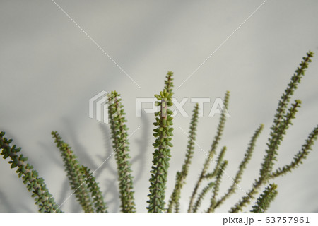 ケラリア ナマクエンシス 【Ceraria namaquensis】 芽 63757961