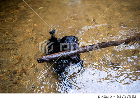 川で遊ぶ小型犬 63757982