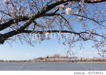伊佐沼の桜 川越市 63758031