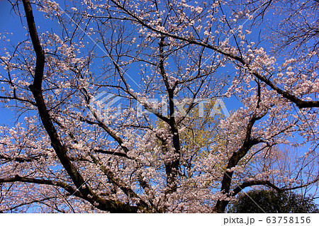 満開になった武蔵関公園の桜 63758156