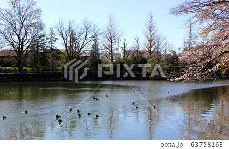 武蔵関公園の池を泳ぐカモの群れ（2） 63758163