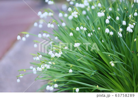 スノーフレークの花の写真素材 6375