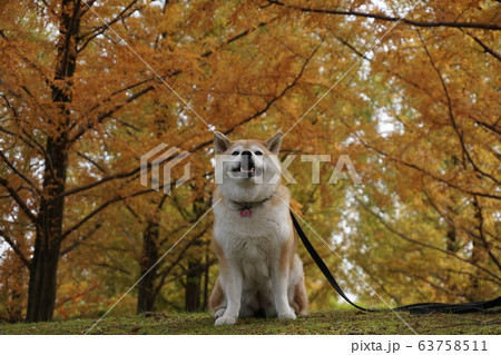 メタセコイヤと柴犬 63758511