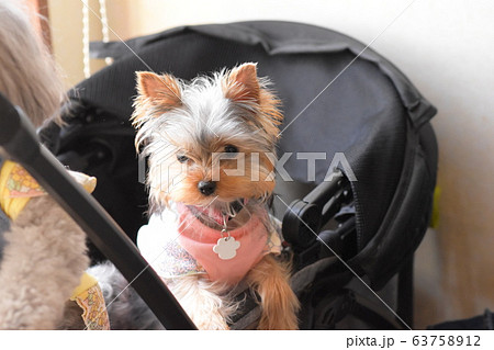 可愛いパピーちゃんのヨークシャーテリアの写真素材 可愛いパピーちゃんのヨークシャーテリアの写真素材