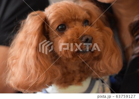 お目目クリクリのトイプードル お目目クリクリのトイプードル 63759127