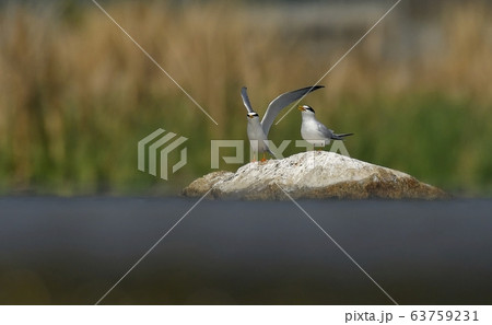 鉄アジサシ 新しい 動物 63759231