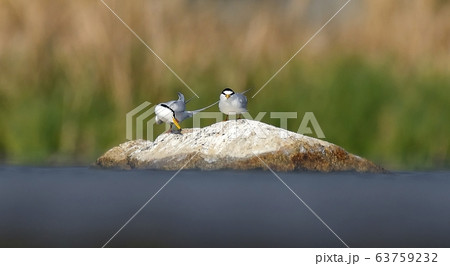 鉄アジサシ 新しい 動物 63759232