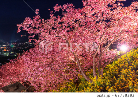 《神奈川県》河津桜と菜の花のライトアップ・西平畑公園 《神奈川県》河津桜と菜の花のライトアップ・西平畑公園 63759292