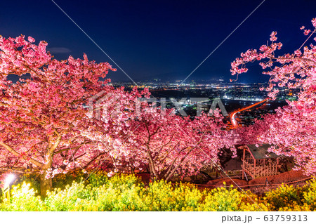 神奈川県 河津桜と菜の花のライトアップ 西平畑公園の写真素材