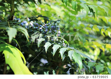 ホソバヒイラギナンテン 63759605