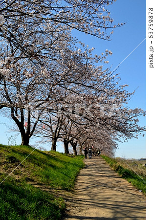 相模川桜土手 相模川桜土手 63759878