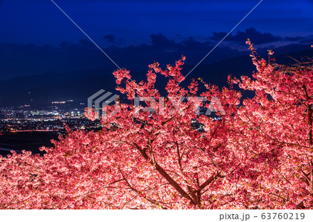 《神奈川県》河津桜ライトアップ・西平畑公園 《神奈川県》河津桜ライトアップ・西平畑公園 63760219