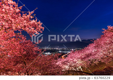 《神奈川県》河津桜ライトアップ・西平畑公園 63760229