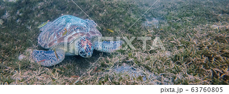 Martinique beach and turtle snorkeling in the caribbean islands 63760805