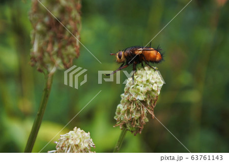 ハエの仲間足をこする 63761143