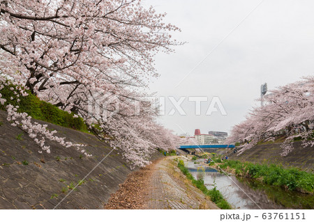 Beautiful pink cherry blossom in full bloom. Beautiful pink cherry blossom in full bloom. 63761151