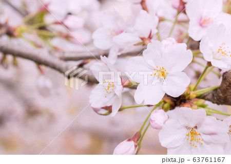 Beautiful pink cherry blossom in full bloom. Beautiful pink cherry blossom in full bloom. 63761167