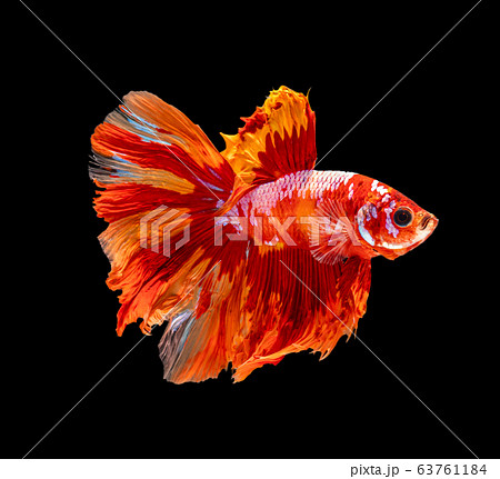 Beautiful betta splendens half moon siamese betta Beautiful betta splendens half moon siamese betta 63761184