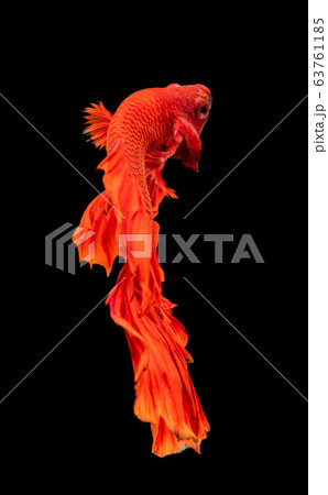 Beautiful betta splendens half moon siamese betta Beautiful betta splendens half moon siamese betta 63761185