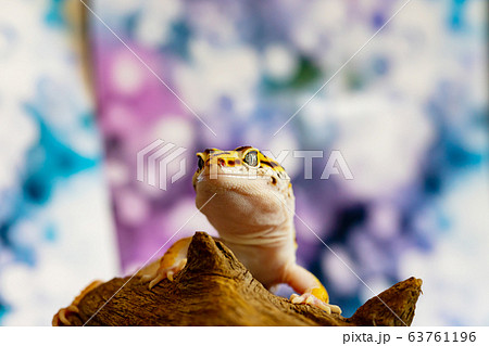 Leopard gecko lizard, close up macro. Cute Leopard 63761196