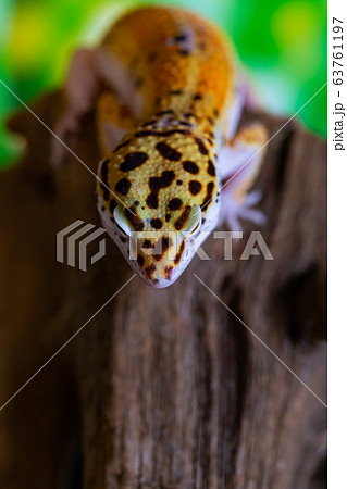 Leopard gecko lizard, close up macro. Cute Leopard Leopard gecko lizard, close up macro. Cute Leopard 63761197