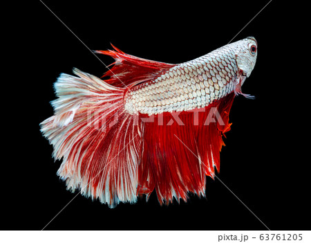 Beautiful betta splendens half moon siamese betta Beautiful betta splendens half moon siamese betta 63761205