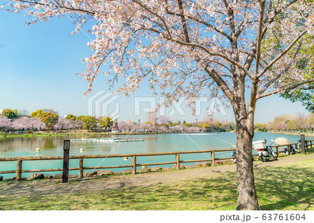 日本の春 東京北区 浮間公園の桜 日本の春 東京北区 浮間公園の桜 63761604